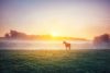 Horse on field at sunrise