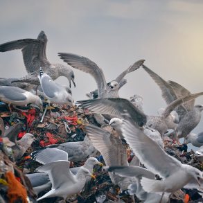 Taken in by a Wild Bird: Nancy Campbell Interviews Tim Dee