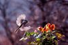 Chickadee in flight