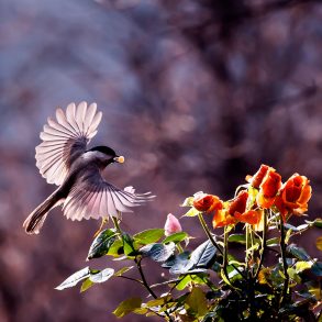 Chickadee in flight
