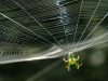 Old Roads, New Stories: Why We Have Spiders, by Rob Carney
