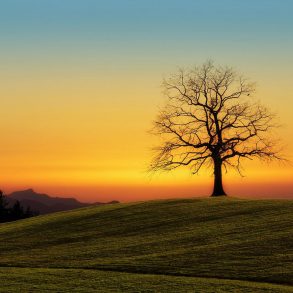 Silhouette of leafless tree on hill