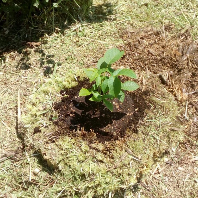 Nogal seedling growing in grass compost.