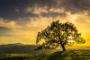California oak at sunrise