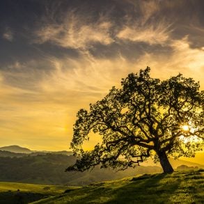 California oak at sunrise