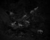 8 Captures of 2 Coyotes, by Alex Turner