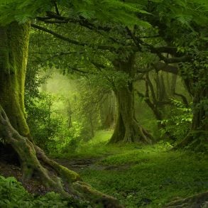 Beautiful forest
