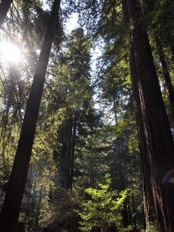 Redwoods