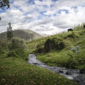 Creek through hilly pasture with cows