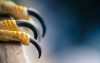 Falcon talons