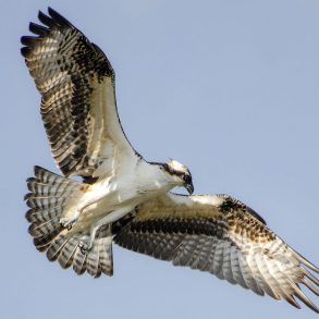 Osprey