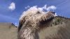 Pam's dog william