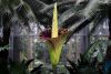 Corpse flower