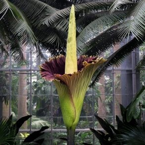 Corpse flower