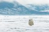 Polar bear