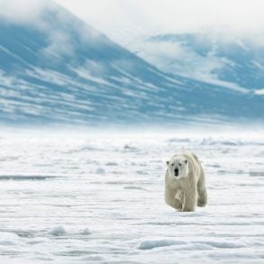 Polar bear