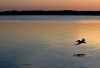 Pelican over water at dusk