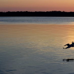 Pelican over water at dusk