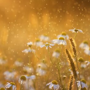 Flowers in rain with golden light