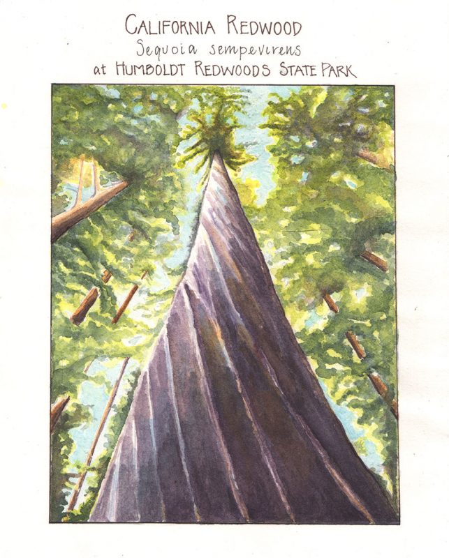 California redwood, by Lyn Baldwin