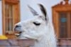 Llama