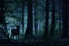 Deer silhouetted in dark woods