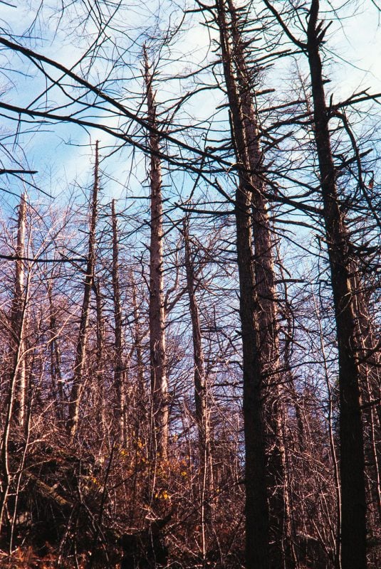 Dead hemlock trees