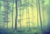 Forest with saplings and fog