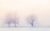 Trees in snowy landscape