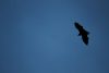 Bat flying at dusk