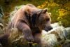 Cantabrian brown bear in autumn foliage
