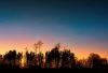 Trees at dusk