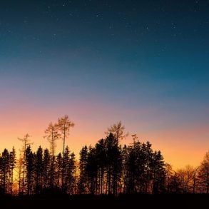 Trees at dusk