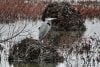 Great blue heron in winter, light snow