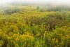Field of goldenrod