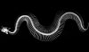 Snake skeleton