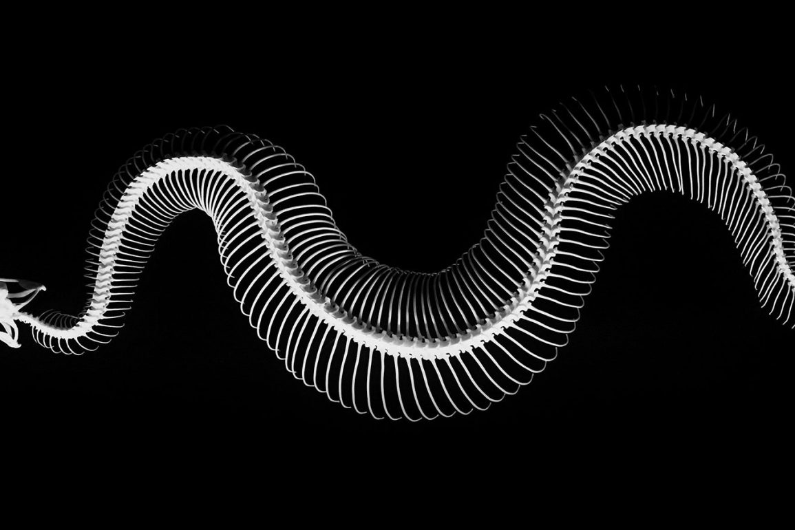 Snake skeleton