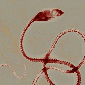 Photograph of red-sided garter snake by Stephen Petegorsky