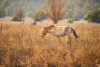 Wild horse at Chernobyl