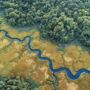 Aerial view of creek in salt marsh with trees