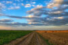 Dirt road through farm field