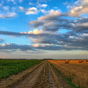 Dirt road through farm field