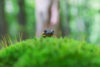Salamander peeking over moss in forest