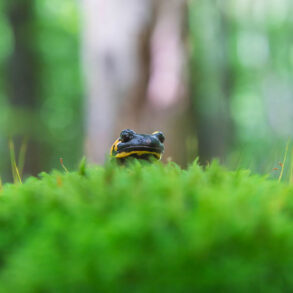 Salamander peeking over moss in forest