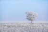 Hoarfrost on prairie and tree. Photo by W. Scott Olsen.