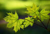 Green maple leaves