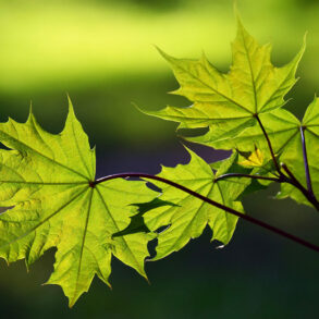 Green maple leaves