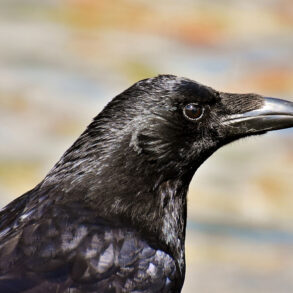Raven
