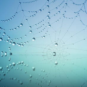 Spider web with dew