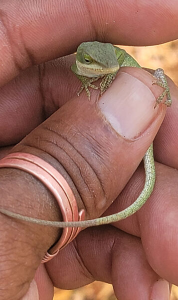 J. Drew Lanham's hand holdin lizard